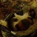 Подробнее об объявлении «Лобня Пропала кошка» Фото: пропала кошка  «Лобня Пропала кошка» в г. Лобня