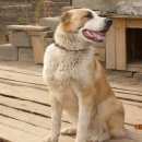 Подробнее об объявлении «Пропала собака кобель Новосибирск» Фото: пропала собака Среднеазиатская овчарка «Пропала собака кобель Новосибирск» в г. Новосибирск