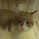 Подробнее об объявлении «Найдена кошка Пермь» Фото: найдена кошка  «Найдена кошка Пермь» в г. Пермь