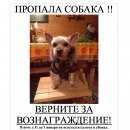 Подробнее об объявлении «Москва Пропала собака кобель верните за вознаграждение» Фото: пропала собака Йоркширский терьер «Москва Пропала собака кобель верните за...» в г. Москва