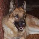 Подробнее об объявлении «Пропала собака кобель Нижний Новгород» Фото: пропала собака Немецкая овчарка «Пропала собака кобель Нижний Новгород» в г. Нижний Новгород