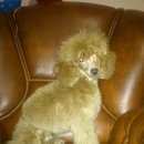 Подробнее об объявлении «Пропала собака кобель щенок Кемерово» Фото: пропала собака Пудель «Пропала собака кобель щенок Кемерово» в г. Кемерово