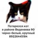 Подробнее об объявлении «Пермь Пропал кот» Фото: пропала кошка  «Пермь Пропал кот» в г. Пермь