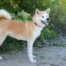 Подробнее об объявлении «Пропала собака Ульяновск» Фото: пропала собака Акита-ину «Пропала собака Ульяновск» в г. Ульяновск