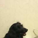 Подробнее об объявлении «Энгельс Найдена собака кобель» Фото: найдена собака Русский охотничий спаниель «Энгельс Найдена собака кобель» в г. Энгельс