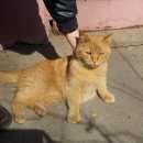 Подробнее об объявлении «Мытищи Найден кот» Фото: найдена кошка  «Мытищи Найден кот» в г. Мытищи