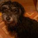 Подробнее об объявлении «Найдена собака кобель в приокском районе Нижний Новгород» Фото: найдена собака  «Найдена собака кобель в приокском районе Нижний...» в г. Нижний Новгород