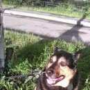 Подробнее об объявлении «Пропала собака кобель, метис-овчароид. Санкт-Петербург» Фото: пропала собака  «Пропала собака кобель, метис-овчароид....» в г. Санкт-Петербург