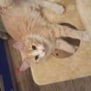 Подробнее об объявлении «Химки Найдена кошка» Фото: найдена кошка  «Химки Найдена кошка» в г. Химки