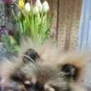 Подробнее об объявлении «Липецк Пропала собака» Фото: пропала собака Немецкий шпиц «Липецк Пропала собака» в г. Липецк