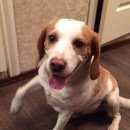 Подробнее об объявлении «Пропала собака Санкт-Петербург» Фото: пропала собака Бигль «Пропала собака Санкт-Петербург» в г. Санкт-Петербург