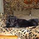 Подробнее об объявлении «Пропала собака кобель Нижний Новгород» Фото: пропала собака  «Пропала собака кобель Нижний Новгород» в г. Нижний Новгород