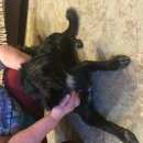 Подробнее об объявлении «Красноярск Найдена собака» Фото: найдена собака  «Красноярск Найдена собака» в г. Красноярск