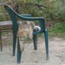 Подробнее об объявлении «Пропала кошка Одинцово» Фото: пропала кошка Мейн-кун «Пропала кошка Одинцово» в г. Одинцово