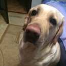 Подробнее об объявлении «Подольск Пропала собака» Фото: пропала собака  «Подольск Пропала собака» в г. Подольск