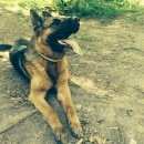 Подробнее об объявлении «Подольск Пропала собака» Фото: пропала собака Немецкая овчарка «Подольск Пропала собака» в г. Подольск