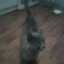 Подробнее об объявлении «Найден кот Кольчугино» Фото: найдена кошка  «Найден кот Кольчугино» в г. Кольчугино