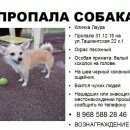 Подробнее об объявлении «Москва Пропала собака» Фото: пропала собака  «Москва Пропала собака» в г. Москва
