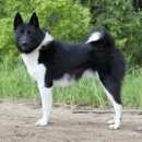 Подробнее об объявлении «Пропала собака кобель и собаки Белгород» Фото: пропала собака  «Пропала собака кобель и собаки Белгород» в г. Белгород