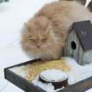 Подробнее об объявлении «Пропал кот Подольск» Фото: пропала кошка  «Пропал кот Подольск» в г. Подольск