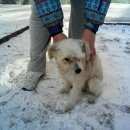 Подробнее об объявлении «Красноярск Найдена собака на ом рабочем остановка нефтебаза, магазин красный яр» Фото: найдена собака  «Красноярск Найдена собака на ом рабочем...» в г. Красноярск