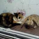 Подробнее об объявлении «Пропала кошка Кемерово» Фото: пропала кошка Сибирская «Пропала кошка Кемерово» в г. Кемерово