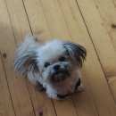 Подробнее об объявлении «Пропала собака кобель Руза» Фото: пропала собака  «Пропала собака кобель Руза» в г. Руза