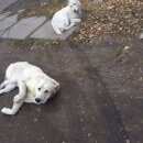 Подробнее об объявлении «Красноярск Найдена собака кобель на 2-ой краснофлотской 2 сао. ищут хозяев» Фото: найдена собака Среднеазиатская овчарка «Красноярск Найдена собака кобель на 2-ой...» в г. Красноярск