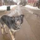 Подробнее об объявлении «Найдена собака Волосово» Фото: найдена собака  «Найдена собака Волосово» в г. Волосово
