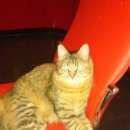 Подробнее об объявлении «Воронеж Пропала кошка» Фото: пропала кошка  «Воронеж Пропала кошка» в г. Воронеж