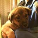 Подробнее об объявлении «Найдена собака Нижний Новгород» Фото: найдена собака  «Найдена собака Нижний Новгород» в г. Нижний Новгород