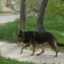 Подробнее об объявлении «Найдена собака кобель Курск» Фото: найдена собака  «Найдена собака кобель Курск» в г. Курск