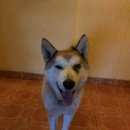 Подробнее об объявлении «Нарофоминск Найдена собака кобель» Фото: найдена собака  «Нарофоминск Найдена собака кобель» в г. Нарофоминск