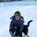 Подробнее об объявлении «Пропала собака кобель Белово» Фото: пропала собака  «Пропала собака кобель Белово» в г. Белово