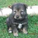 Подробнее об объявлении «Пропала собака кобель Санкт-Петербург» Фото: пропала собака  «Пропала собака кобель Санкт-Петербург» в г. Санкт-Петербург