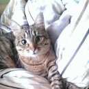 Подробнее об объявлении «Пропала кошка северный, шпротинка Реутов» Фото: пропала кошка  «Пропала кошка северный, шпротинка Реутов» в г. Реутов