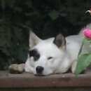 Подробнее об объявлении «Базарный Карабулак Пропала собака кобель лайка» Фото: пропала собака Западно-сибирская лайка «Базарный Карабулак Пропала собака кобель лайка» в г. Базарный Карабулак