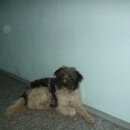 Подробнее об объявлении «Красноярск Найдена собака» Фото: найдена собака  «Красноярск Найдена собака» в г. Красноярск