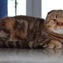 Подробнее об объявлении «Чехов Пропал кот» Фото: пропала кошка Шотландская вислоухая «Чехов Пропал кот» в г. Чехов