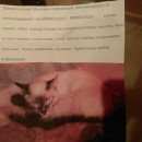 Подробнее об объявлении «Тверь Пропала кошка 2 января» Фото: пропала кошка Тайская «Тверь Пропала кошка 2 января» в г. Тверь