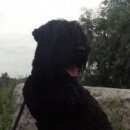 Подробнее об объявлении «Пропала собака кобель Новосибирск» Фото: пропала собака  «Пропала собака кобель Новосибирск» в г. Новосибирск