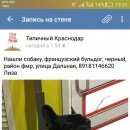 Подробнее об объявлении «Найдена собака черный французский бульдог Краснодар» Фото: найдена собака Французский бульдог «Найдена собака черный французский бульдог...» в г. Краснодар