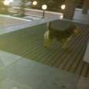 Подробнее об объявлении «Найдена собака метис Нижний Новгород» Фото: найдена собака  «Найдена собака метис Нижний Новгород» в г. Нижний Новгород