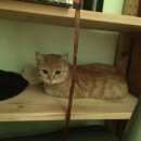 Подробнее об объявлении «Найдена кошка Москва» Фото: найдена кошка  «Найдена кошка Москва» в г. Москва