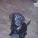 Подробнее об объявлении «Пропала собака Новосибирск» Фото: пропала собака  «Пропала собака Новосибирск» в г. Новосибирск