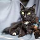 Подробнее об объявлении «Найдена кошка Красноярск» Фото: найдена кошка  «Найдена кошка Красноярск» в г. Красноярск