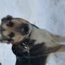 Подробнее об объявлении «Найдена собака Электросталь» Фото: найдена собака  «Найдена собака Электросталь» в г. Электросталь