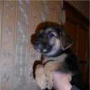 Подробнее об объявлении «Пропала собака кобель Санкт-Петербург» Фото: пропала собака  «Пропала собака кобель Санкт-Петербург» в г. Санкт-Петербург