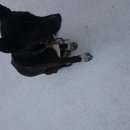 Подробнее об объявлении «Бердск Найдена собака кобель черная собака» Фото: найдена собака  «Бердск Найдена собака кобель черная собака» в г. Бердск