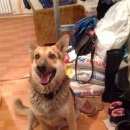 Подробнее об объявлении «Ульяновск Найдена собака кобель» Фото: найдена собака  «Ульяновск Найдена собака кобель» в г. Ульяновск